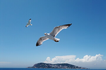 Fototapeta na wymiar seagulls flying behind ferry for food