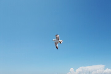 seagulls flying behind ferry for food