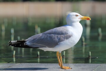 Larus argentatus gull in profile