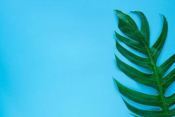 Flat lay of Green tropical Monstera leaf for background with copy space