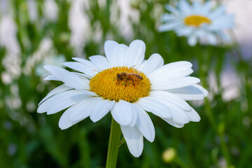 Fototapeta premium Bee on daisy