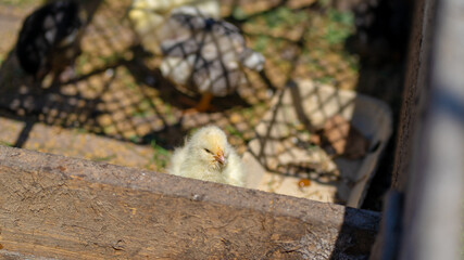 Close up of small different chicks in corral.