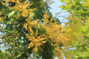 Branches of the Koelreuteria paniculata tree with leaves and yellow flowers
