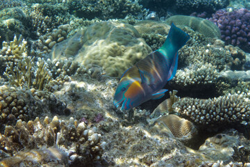 Daisy parrotfish or Bullethead parrotfish (Chlorurus sordidus) in Red Sea