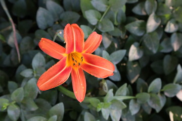 Fototapeta premium Orange fire lily contrasts with surrounding dark green foliage with space for your text