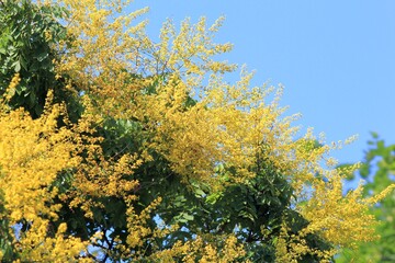Branches of the Koelreuteria paniculata tree with leaves and yellow flowers