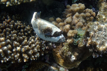 Masked puffer (Arothron diadematus) in Red Sea © André LABETAA