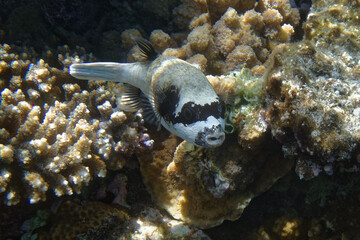 Masked puffer (Arothron diadematus) in Red Sea © André LABETAA