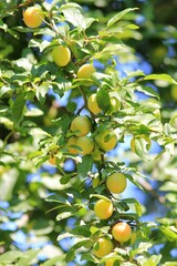 Prunus cerasifera branches with ripening fruits and leaves