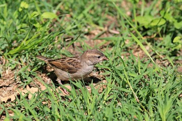 Young female Passer domesticus in a clearing with green grass