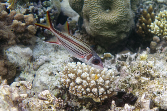 Armed squirrel-fish (Neoniphon sammara) in Red Sea