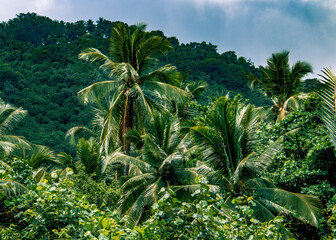 Fototapeta na wymiar Tropical jungle on Koh Phangan island in Thailand