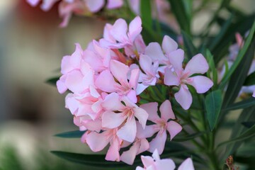 Pink Nerium oleander flowers in the garden