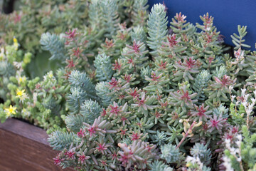 natural filled frame close up shot of a bunch of pastel blue green, red sedum reflexeum or rupestre (Jenny's stonecrop, blue stonecrop, stone orpine) succulent plants and flowers in a long wooden pot