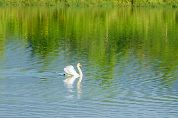 Lake in nature with white swans