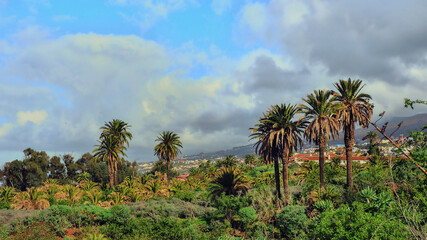 Fototapeta na wymiar palm grove with several tall date palms in a wild and pristine bush landscape on Tenerife in La Qinta Parque, behind it blue sky with cloud formations and colorful houses away