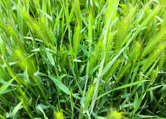 Fototapeta na wymiar Different types of young herbs: oats, wheat, nettle. Roadside grass.