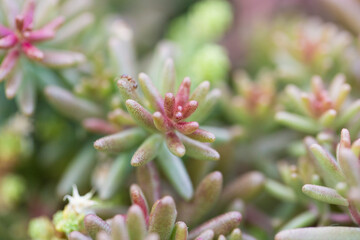 close up macro shot of a bunch of sedum reflexeum or rupestre (Jenny's stonecrop, blue stonecrop, stone orpine or prick-madam) succulent plants with pretty thin pink green leaves on bokeh background