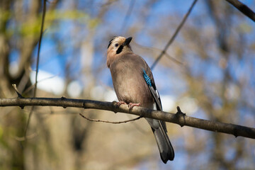 Eurasian jay on a tree in Kislovodsk park