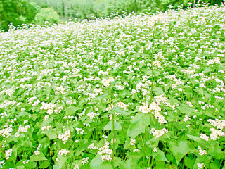 蕎麦畑の白い花