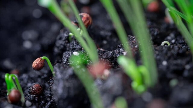 time lapse. Cilantro seeds germinate in the ground. Microgreen, growing seedlings at home. Farm products, healthy nutrition. Organic food.