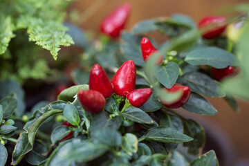 filled frame close up macro shot of an isolated bunch of red hot spicy paprika chili peppers hanging on a branch with green leaves around on a bokeh blurred natural background of foliage and stems