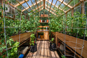 Interior of a wooden domestic greenhouse for growing vegetables - obrazy, fototapety, plakaty