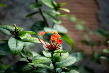 Ixora is a genus of flowering plants in the family Rubiaceae.