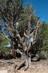 Juniper Tree on a Summer Day in Western Colorado