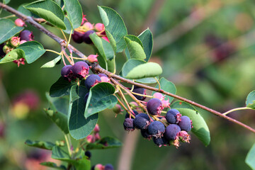 Purple amelanchier berries in a garden