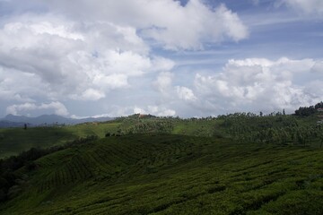 Fototapeta premium Nature with landscape and tea garden 