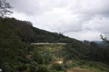 Naklejka premium Nature with landscape and tea garden 