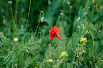 summer poppy flower in a botanical garden