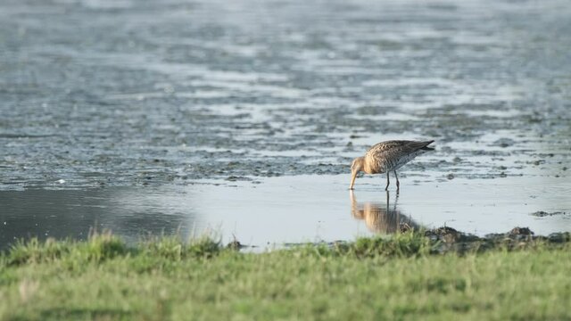 Black-tailed godwit (Limosa limosa) shorebird  in the new Reevediep nature reserve near Kampen, Overijssel, during a beautiful springtime evening. Slow motion clip at half speed.