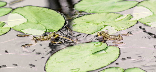 Two frogs in the pond water with plants