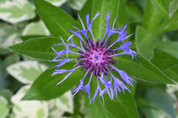 Mountain centaury flower close up