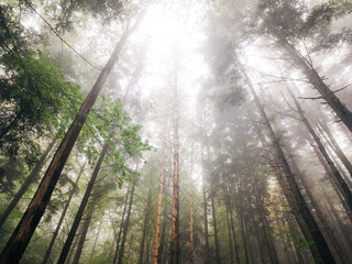 misty forest