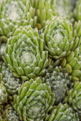filled frame top view close up background wallpaper macro shot of a bunch of bright green sempervivum arachnoideum (cobweb houseleek) succulent plants with hens, chicks forming beautiful patterns