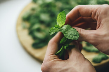 Fresh green mint sprigs closeup in male hands. Peeling mint, preparing for drying to brew healthy...