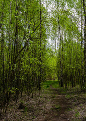 Path in the forest. Walkway in the woods among the trees. The trail goes into the forest. Picturesque park.