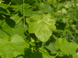 green vine leaf on a green background