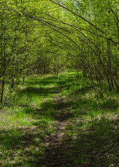 Path in the forest. Walkway in the woods among the trees. The trail goes into the forest. Picturesque park.