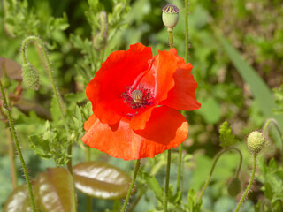 Obraz premium red poppy in a field