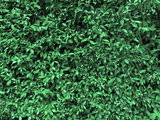 Closeup nature green grass wall texture of the tropical forest plant for backdrop design for artwork. background and wallpaper with copy space. environment concept.