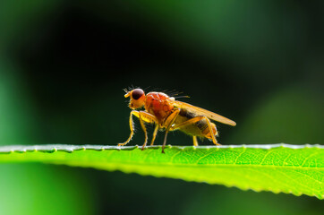 Scathophaga Stercoraria Fly or Yellow Dungfly Diptera Parasitic Insect on Plant Green Grass Macro