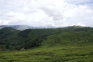 Fototapeta na wymiar Nature with landscape and tea garden 