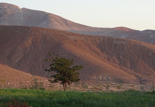 Geoglyphs of Llamas in Chen Chen (Moquegua, South Peru)