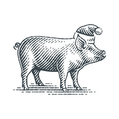 New Year Sign Zodiac Pig. Hand drawn engraving style illustrations.