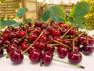 Ripe juicy cherries are scattered on the light surface of the table with a blurred background in natural light.