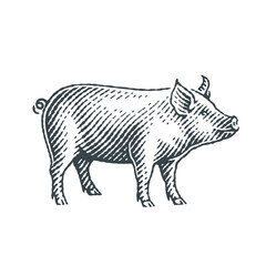 Pig. Hand drawn engraving style illustrations.